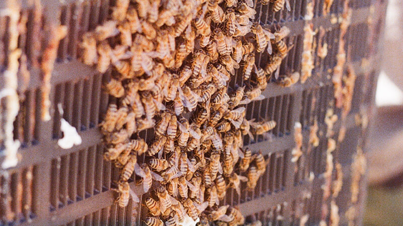 Behind the scenes of the Bitter Sweet KI honey documentary