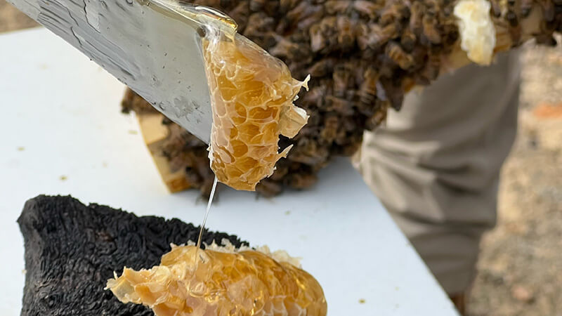 Behind the scenes of the Bitter Sweet KI honey documentary