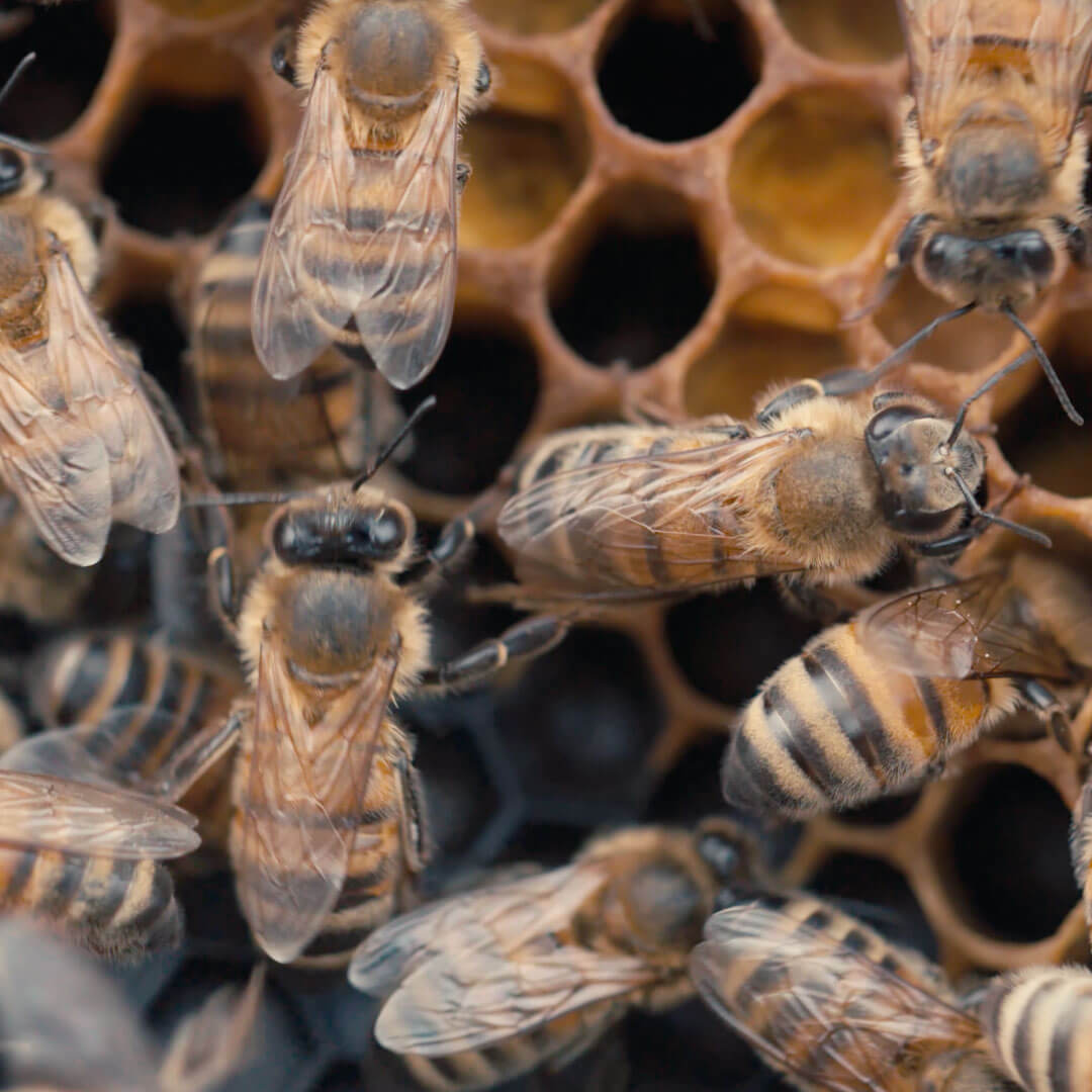 Close up of bees from the Bitter Sweet KI honey documentary